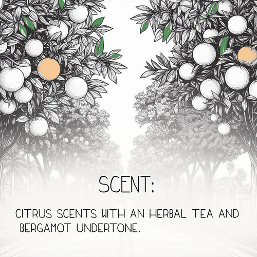 Citrus Sunday Natural Body Lotion 12oz (Wholesale)
